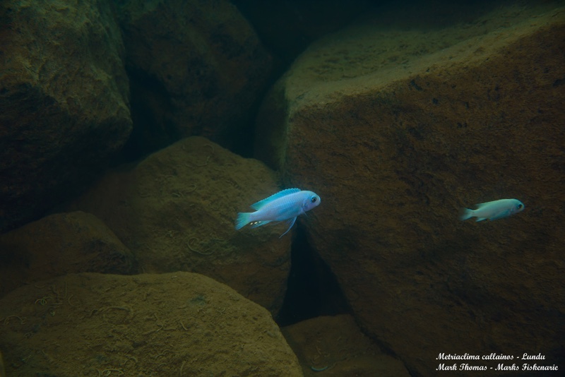 Maylandia callainos 'Lundu'